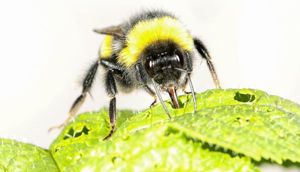 Kerusakan Berbuah Keindahan, Gigitan Lebah Membantu Bunga Mekar Lebih Awal