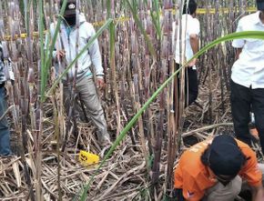 Heboh Temuan Kerangka Manusia di Ladang Tebu Malang, Diduga ODGJ yang Kelaparan