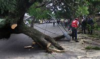 Cegah Dampak Buruk Siklon Tropis Seroja, DLH Bantul Tebang Pohon Rawan Tumbang