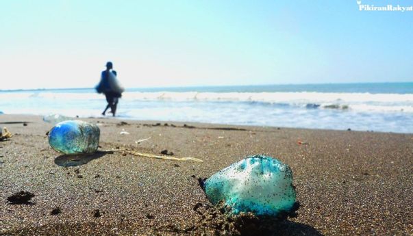 Berita Terbaru di Jogja: Pantai Kulon Progo Kedatangan Ubur-Ubur