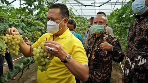 Luar Biasa! Ketua MPR Resmikan Jogja Anggur di Bantul, Agrowisata Penekan Laju Impor