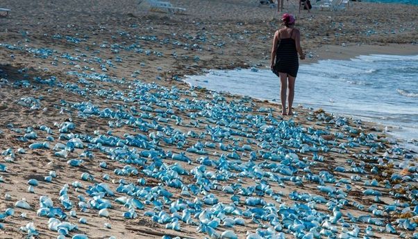 Berita Seputar Jogja: 42 Wisatawan Tersengat Ubur-Ubur saat Mandi di Pantai Gunungkidul