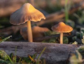 Jangan Disalahgunakan, Magic Mushroom Justru Dapat Atasi Depresi, PTSD hingga Kanker