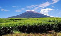 Misteri Uhang Pandak, Penghuni Taman Nasional Kerinci Seblat yang Tak Banyak Diketahui