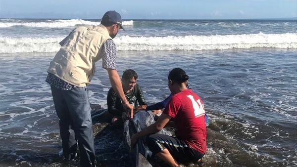 Evakuasi Lumba-Lumba di Bali yang Menegangkan, Jantungnya Sempat Tak Terdeteksi dan...
