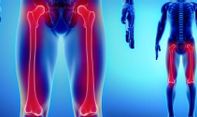 Belajar Biologi! Ketahui Bagian dan Fungsi Tulang Paha Manusia