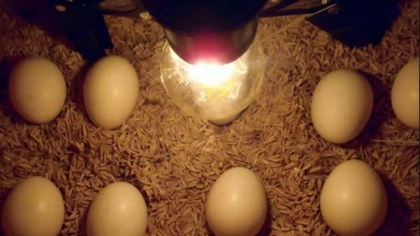 Inilah Alat Penetas Telur Otomatis Terbaik