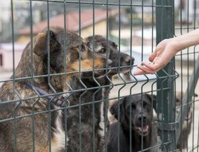 Kasus Rabies Meresehkan, Ketahui Pertolongan Pertama setelah Digigit Anjing agar Tak Infeksi
