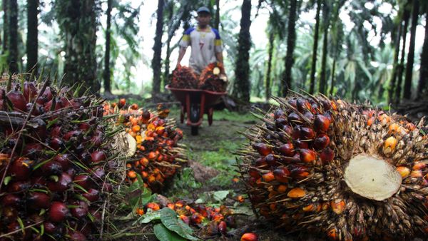 Malaysia Rebut Pasar Ekspor Minyak Sawit Indonesia