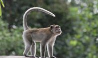 Siasat Petani dan BKSDA Jaga Kelangsungan Hidup Monyet Ekor Panjang di Suaka Margasatwa Paliyan