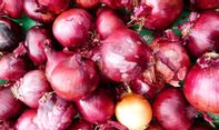 Inilah Beragam Manfaat Kulit Bawang Merah untuk Tanaman yang Jarang Diketahui