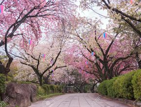 Tempat Terbaik Untuk Melihat Bunga Sakura Jepang