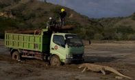 Taman Nasional Komodo Terus Dibangun, 15 Komodo Terpantau di Lokasi Proyek