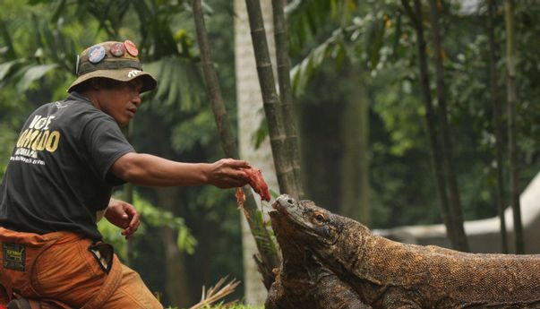 Ragunan Kembali Dibuka Usai Libur Lebaran, Inilah Syarat Terbaru yang Diberlakukan
