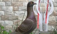 Jayabaya, Burung Merpati Termahal yang Harganya Rp1 Miliar!
