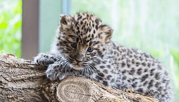 Bayi Macan Tutul Selundupan Mati di Kebun Binatang Kasang Kulim