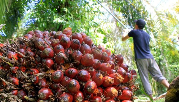 PT Pertamina Segera Kembangkan Bahan Bakar Berbahan Sawit 100%