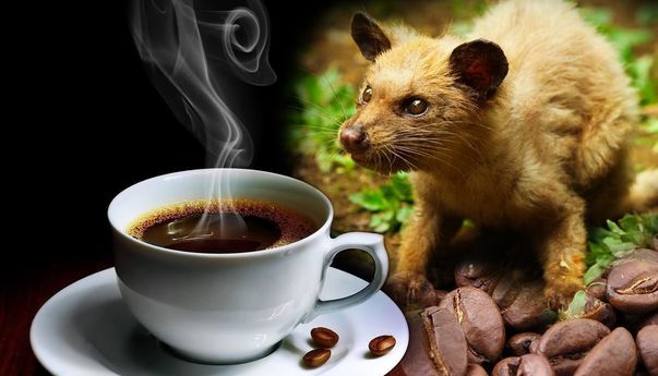 Bisnis Kopi Luwak Blitar yang Go Internasional