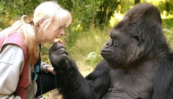 Positif Terjangkit Covid-19, Dua Gorila di California Alami Batuk