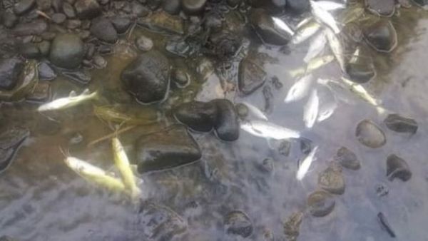 Benarkah Limbah Tekstil di Pringsurat Sebabkan Ratusan Ikan Sungai Elo Temanggung Mati?