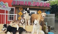 Rumah Guguk Bandung, Alternatif Liburan Terbaik Para Pecinta Hewan