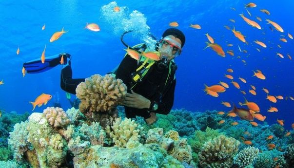 Jadi Target Para Penyelam, Inilah Keindahan Pulau Derawan yang Mendunia