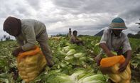 Berita Jateng: Harga Sayuran di Magelang Anjlok, Petani Tetap Bersyukur
