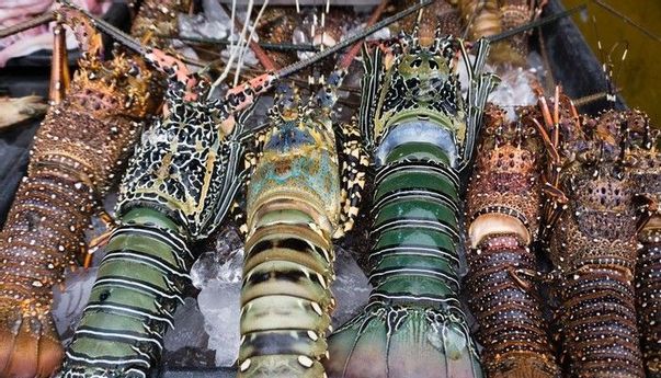 Polemik Perputaran Uang Ekspor Lobster Indonesia