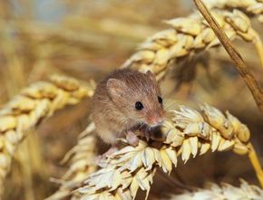 Dinkes Pertanian Gunungkidul: Petani Waspadai Serangan Hama Tikus!