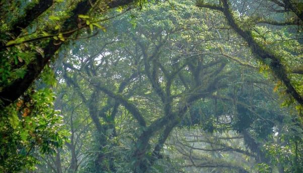 Memasuki Negeri Dongeng Padang Halaban View di Labuhanbatu Utara