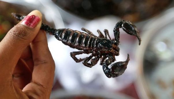 Racun Kalajengking Berpotensi Jadi Antibakteri Alami