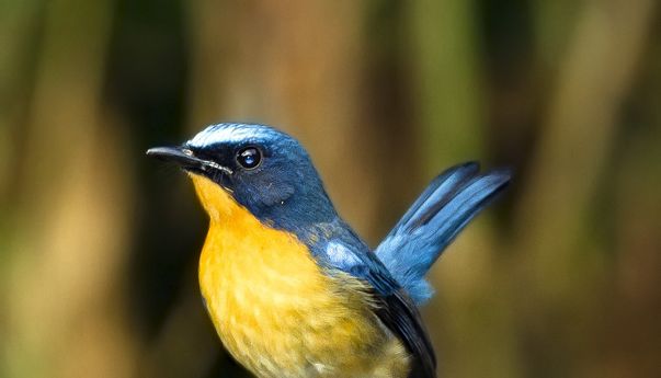 Jual Beli Burung Jogja: Ketahui Istilah yang Sering Dipakai Saat Transaksi di Dunia Kicau Mania