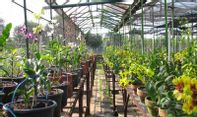 6 Tips Berhasil dalam Usaha Tanaman Hias