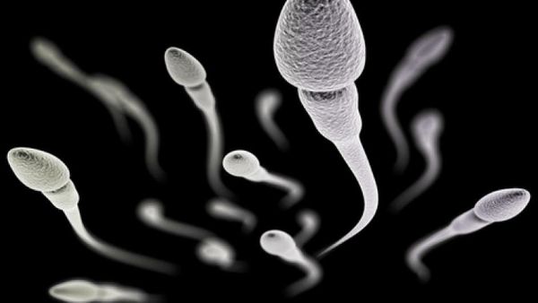 Tak Hanya Untuk Daya Tahan Tubuh, Makanan ini Juga Bisa Tingkatkan Kualitas Sperma