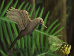 Para Ilmuwan Menemukan Dinosauraus Terkecil Terjebak di Pohon Damar
