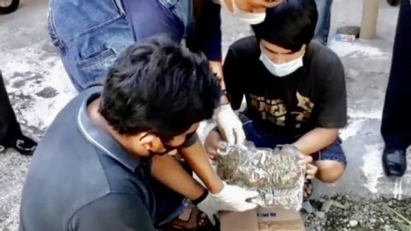 Tanam Ganja di Kost, Polisi Bekuk Mahasiswa Semester Akhir di Yogyakarta