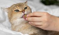 Kucing Tidak Mau Makan? Mungkini 5 Hal ini Penyebabnya