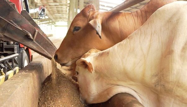 12 Ribu Sapi di Papua Barat Dipastikan Bebas LSD dan Layak Kurban Idul Adha 1444 H