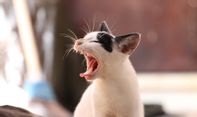 Satpam ini Tega Tusuk 9 Kucing di Jalanan Hingga Mati
