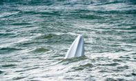Perahu yang Ditumpangi Tenggelam, 29 Migran Afrika Tewas di Lepas Pantai Tunisia