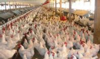 Ayam Impor Brasil Siap Banjiri Pasar Indonesia, Dampak Kekalahan RI di WTO