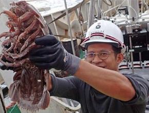 LIPI Berhasil Temukan Kecoa Laut Raksasa di Laut Dalam Indonesia