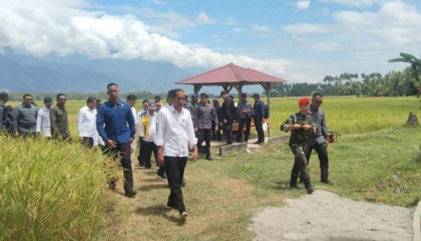 Jokowi Tinjau Panen Padi di Sigi: Hasil Bagus, 6,2 Ton per Hektare