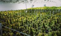 Negara-Negara yang Menyambut Positif Pencabutan Ganja dari Daftar Narkotika Berbahaya