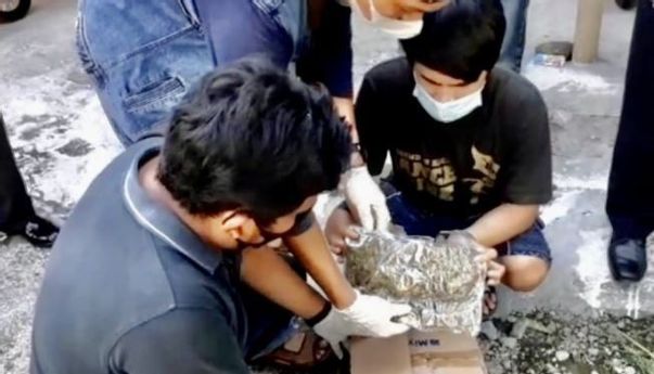 Tanam Ganja di Kost, Polisi Bekuk Mahasiswa Semester Akhir di Yogyakarta