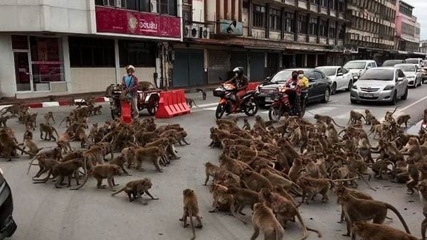 Tidak Ada Pilihan Dua Geng Monyet Harus Berkelahi di Jalanan, Buntut Kurangnya Makanan di Masa Pandemi