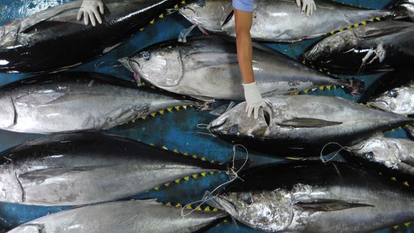 China “Recovery”, KKP: Ekspor Ikan Terbuka Lebar