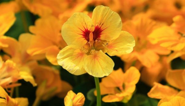 Tak Hanya Indah, Berikut Deretan Manfaat Bunga Nasturtium