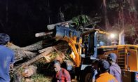 Pohon Tumbang Diterpa Angin Kencang Timpa Minibus di Kepahiang, 2 Orang Tewas