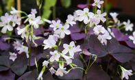 Tanaman Oxalis Cantik Menawan Berona Ungu Cocok Hiasi Rumah Anda